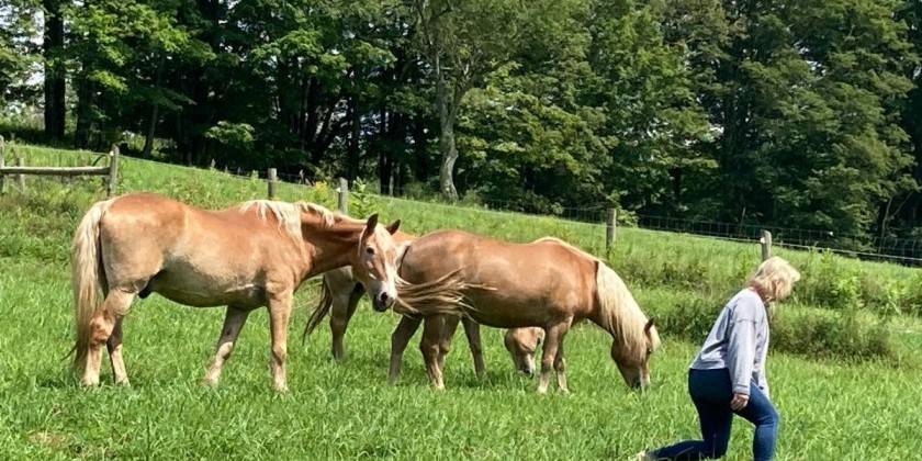 THE EQUUS PROJECTS: Final Physical Listening Workshop of the Summer!